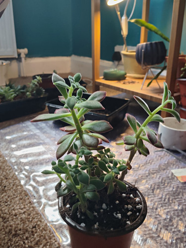 Live potted crassula succulent - potted,