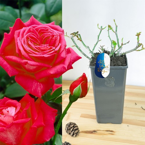 Scented climbing bush rose - scented,