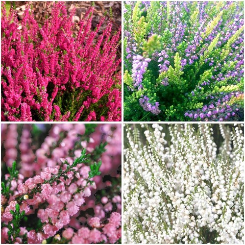 Scottish heather calluna - [x4],