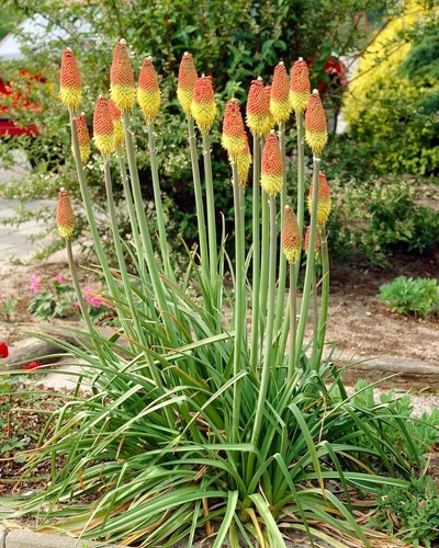 Kniphofia red hot poker - kniphofia,