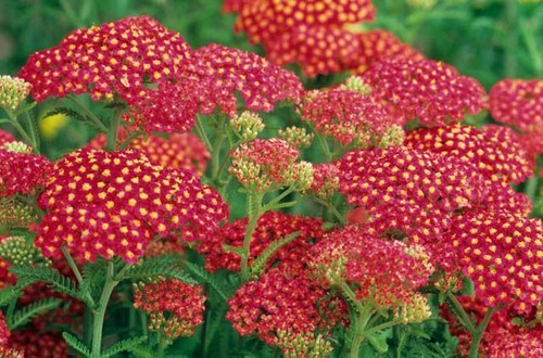 Achillea fanal the beacon - 'fanal', 'the