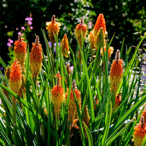 Kniphofia uvaria red hot - kniphofia, /