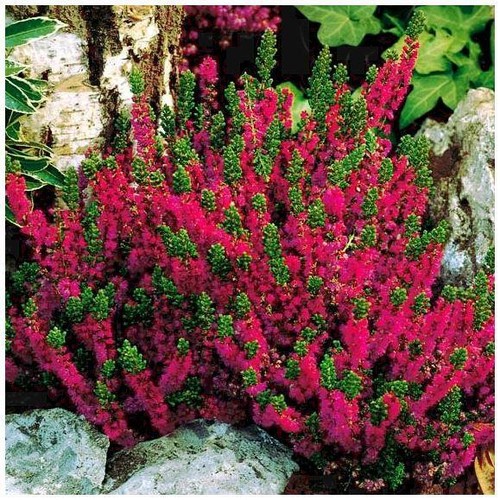 Scottish heather calluna - heather,