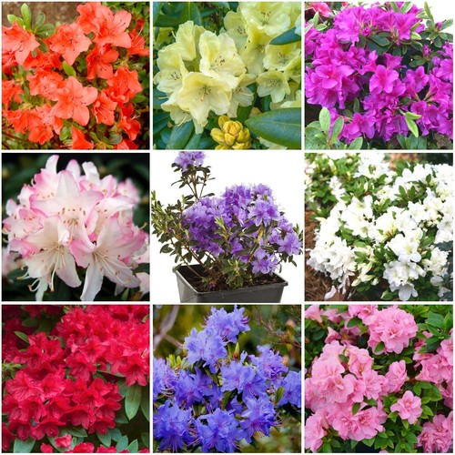 Dwarf rhododendron and - [x8],
