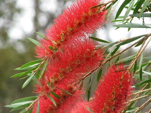 Callistemon plant evergreen - plant,