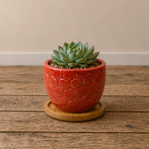 Ceramic gloss succulent - ceramic,