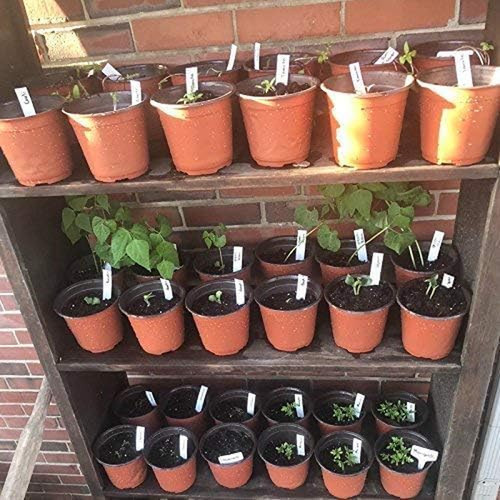 100 plastic seedling - 100,