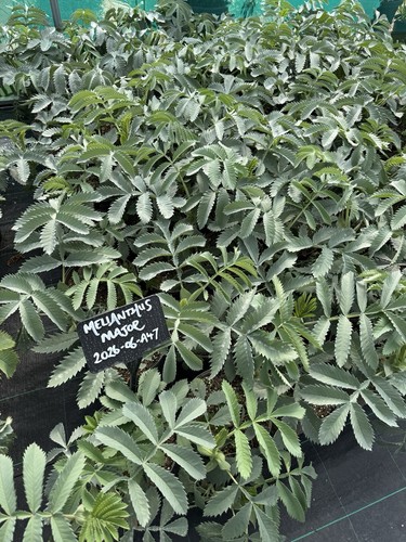Melianthus major 5lt pots - major,
