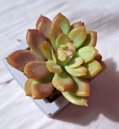 Plastic echeveria succulent - plastic,