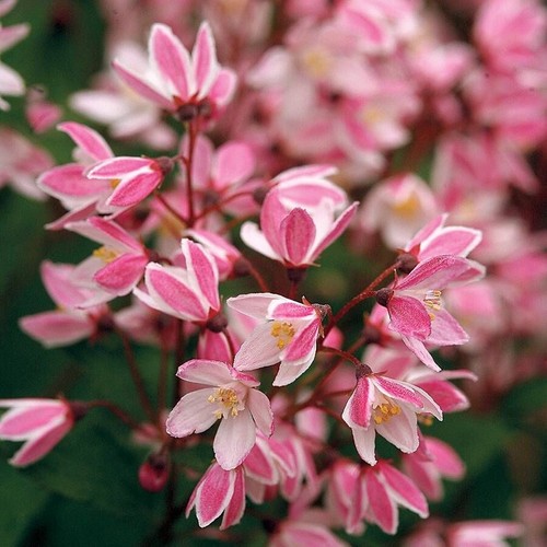 Deutzia yuki cherry blossom - yuki,
