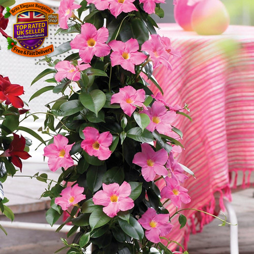 Red flower patio plant - red,