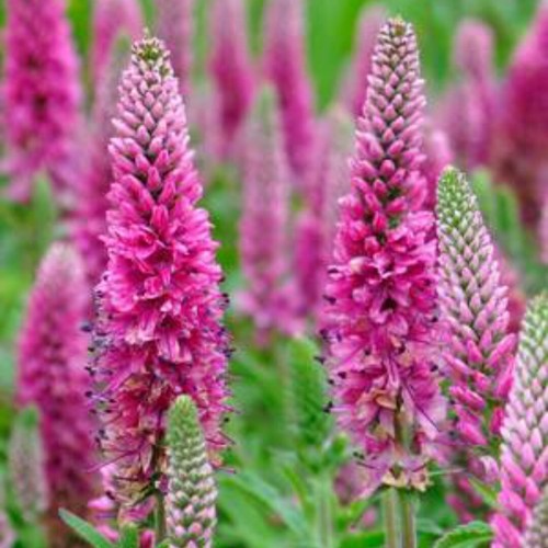 Veronica plug plants - plug,
