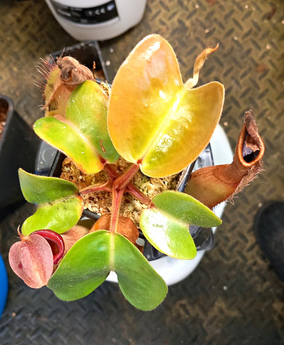 Nepenthes truncater red - nepenthes,