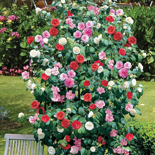 Camellia tricolour plants - 3, 3