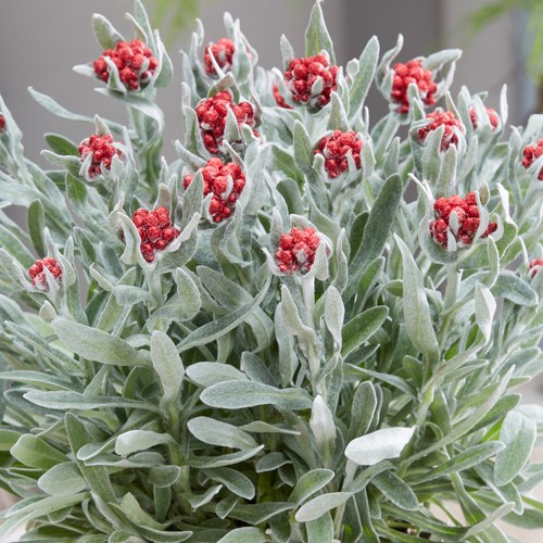 Helichrysum red jewel - jewel, vibrant