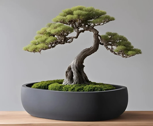 Round bonsai pot - round, pot,