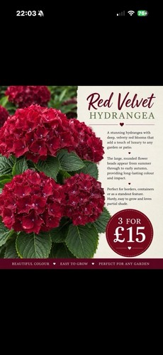 Large red velvet - large,