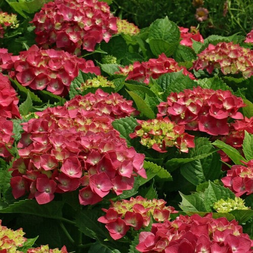 Hydrangea macrophylla