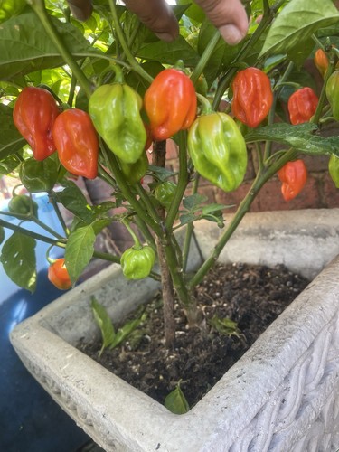 Potted chilli pepper plant - chilli,