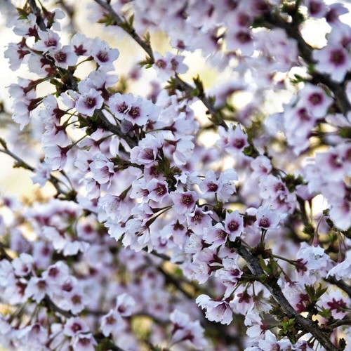 Cherry blossom tree garden - t&m,