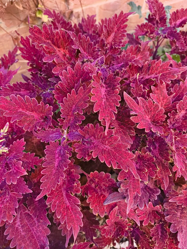 Coleus red purple broadleaf - coleus,
